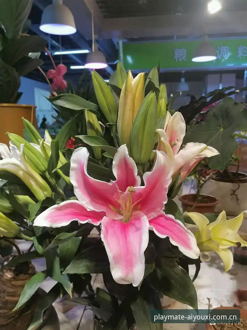 品牌态度呼应区间APP赛事数据 揭秘尤文图斯兜售戴维背后的真实算盘:3500万欧元不贱卖,英超买家需谨慎